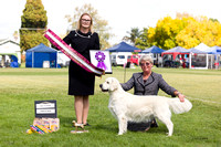 2-4-2023 The Golden Retriever Club CHAMP SHOW