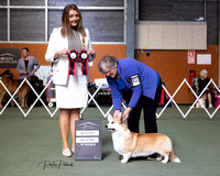 13-5-2023 AKC Show 2, Hournds, Terriers, Gundogs, Non- sporting