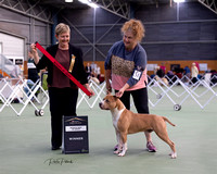 13-5-2023 AKC Show 1, Terriers, Gundogs, Utility Working