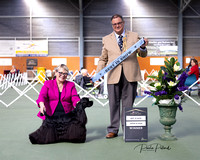 14-5-23 North Harbour OPEN SHOWS - Best in show AM Show Judge Richard King