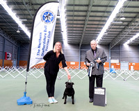 23-7-2023 Northern Staffordshire Bull Terrier club OPEN and Ribbon parade