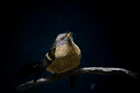 Fantail on branch