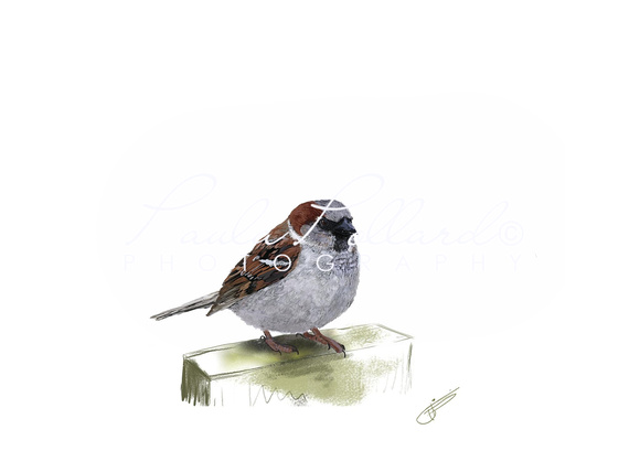 Sparrow in white