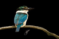 King fisher