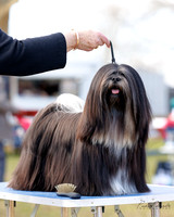 2023 Dog Shows, North Island New Zealand