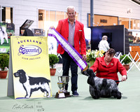 4/10/2023 Auckland Spaniel Club CH