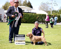 5-10-23 Auckland Hound Club Open show