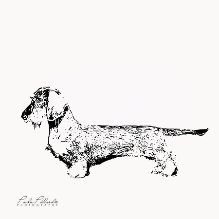 DACHSHUND STANDARD LONG