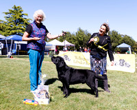 28-10-23 Wellington Labrador Retriever Club