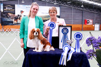 18/11/2023 Tiki Cavalier King Charles Spaniel Club CH