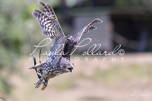 Raptures-1-25
