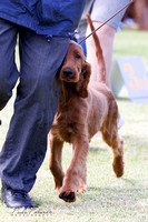 2024 Dog Shows North Island