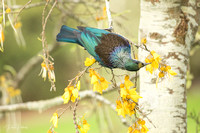 Tui Large  (26 of 27)
