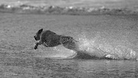 Gannet large (1 of 1)-2