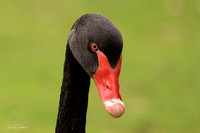 Swan R5 31-7-2020 1