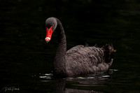 Swan R5 31-7-2020 5
