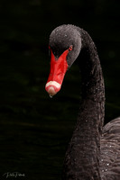Swan R5 31-7-2020 6