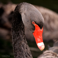 Swan R5 31-7-2020 9