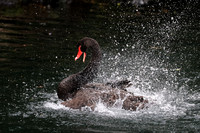 Swan R5 16