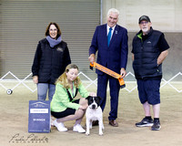 20-4-2024 Ruahine show two Terriers