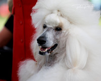 1-2-25 Best In Show one Candids