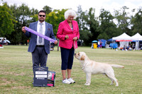 2-2-25 Show two Gundogs