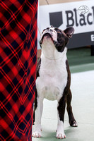 23-11-24 Boston Terrier Club - Champ Show